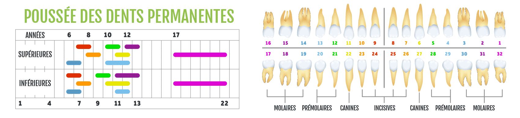 calendrier de perte et poussée des dents permanentes
