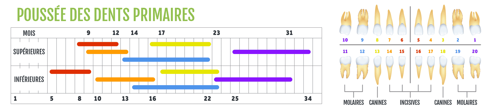 calendrier de poussée des dents primares