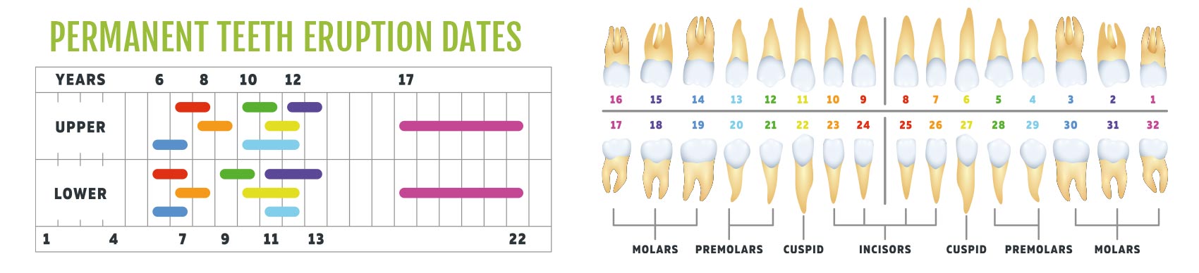 permanent teeth eruption dates