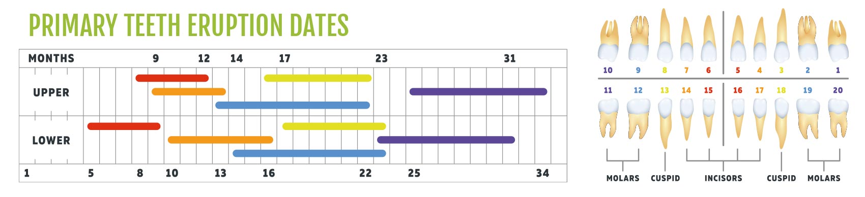 primary teeth eruption dates